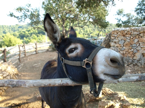 Mali Losinj (7)