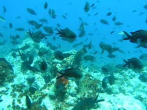 zlarin-island-north-dalmatia-underwater-world-croatia-diving