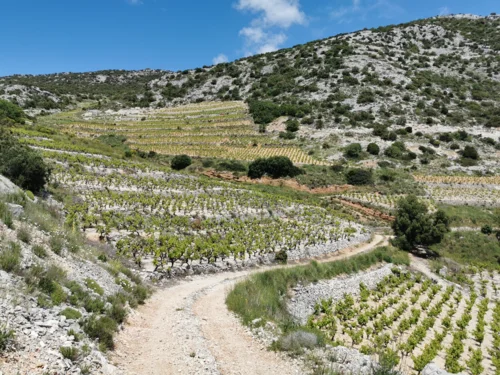 #SandraKokorić (12)