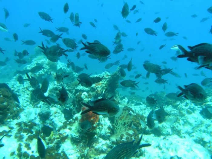 zlarin-island-north-dalmatia-underwater-world-croatia-diving